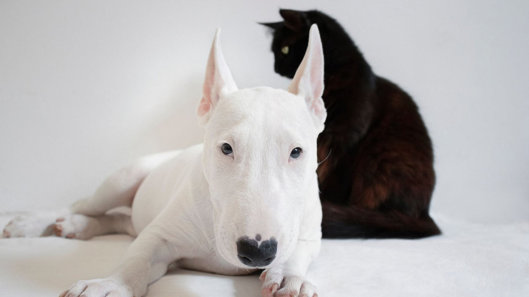 🦴🐾 Healthy Treats for Dogs and Cats: What Pet Parents Should Know