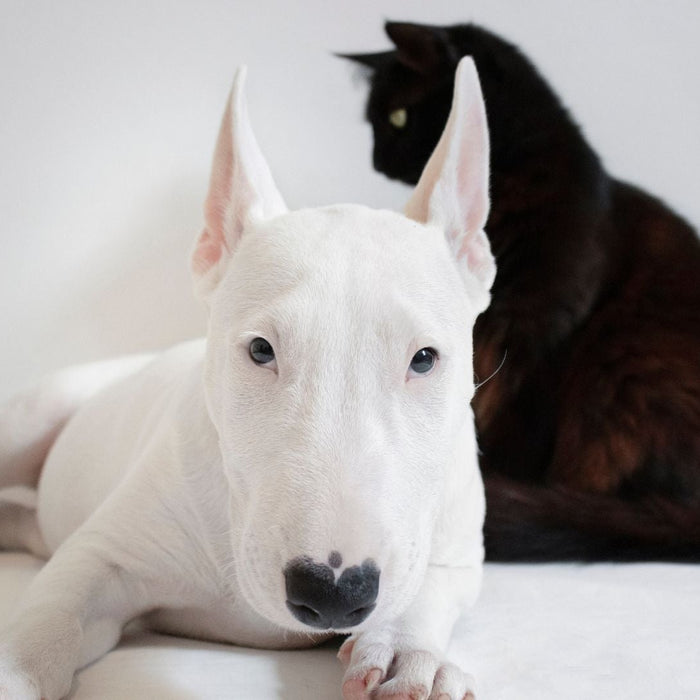 🦴🐾 Healthy Treats for Dogs and Cats: What Pet Parents Should Know