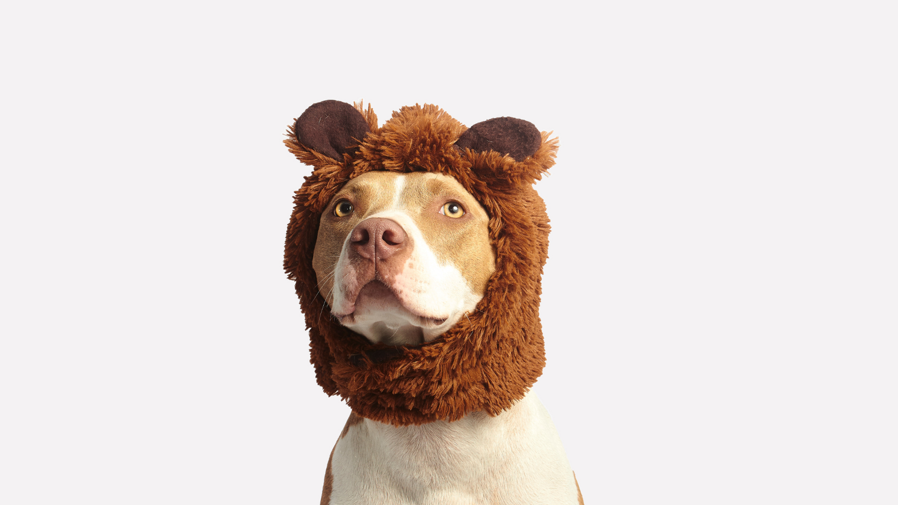 🗓️ Pet Routine Checklist: What You Should Do Daily, Weekly, and Monthly