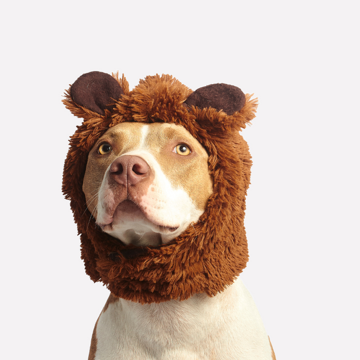 🗓️ Pet Routine Checklist: What You Should Do Daily, Weekly, and Monthly