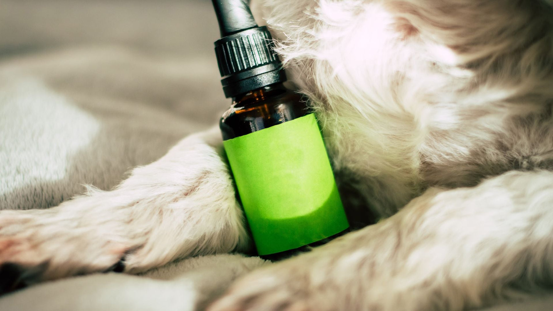 Should You Give Your Pet Supplements? Pros & Cons 🐾💊
