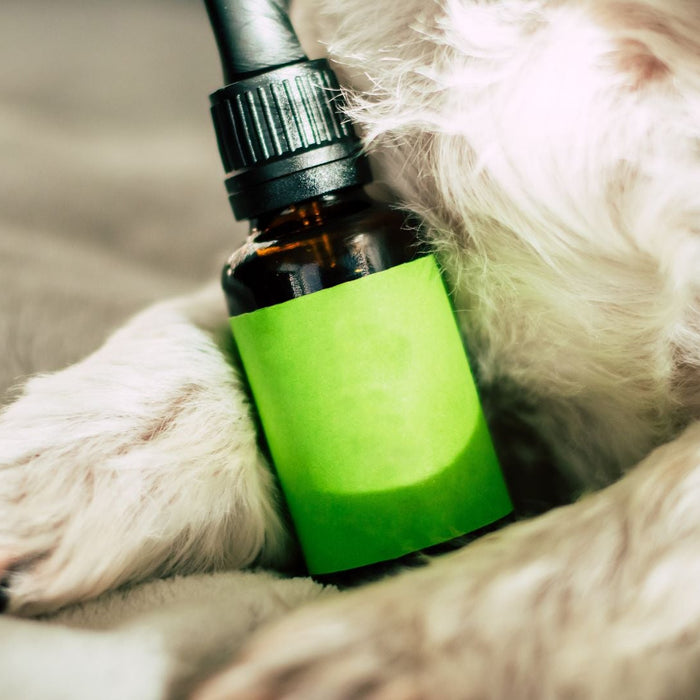 Should You Give Your Pet Supplements? Pros & Cons 🐾💊