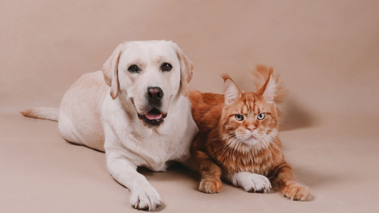 Pet Obesity on the Rise: Simple Ways to Keep Your Pet Fit 🐶🐱