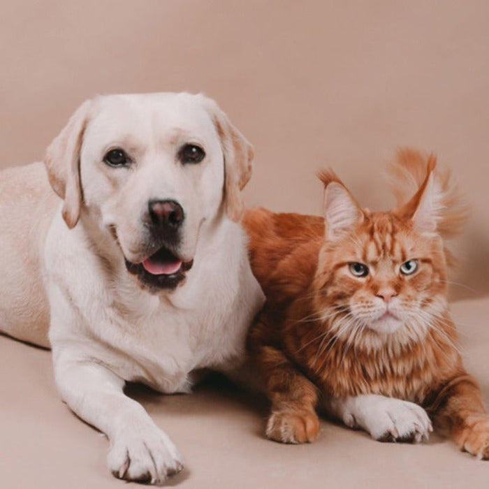 Pet Obesity on the Rise: Simple Ways to Keep Your Pet Fit 🐶🐱