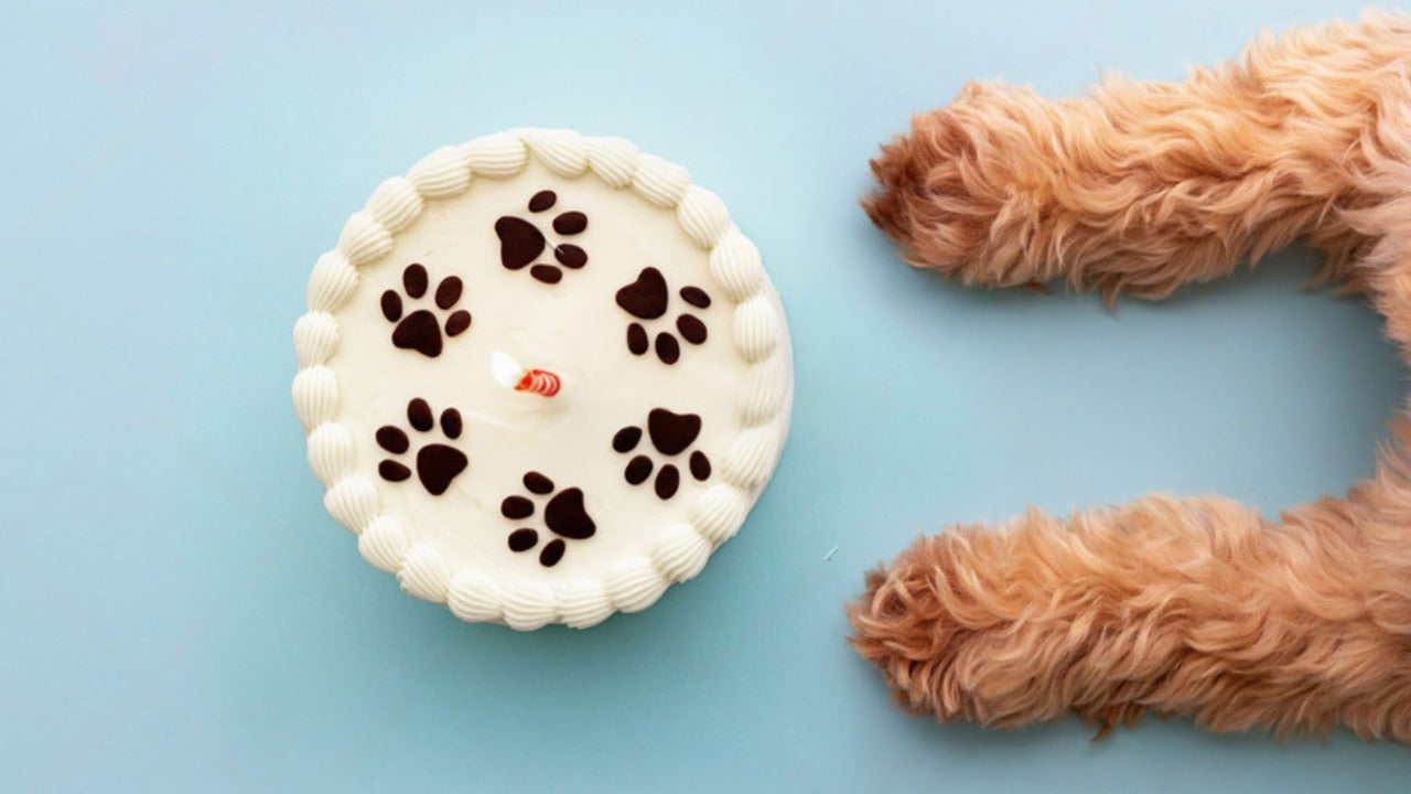 Pet Birthday Ideas: Cakes, Photoshoots, and Paw-ty Games 🎉🐾