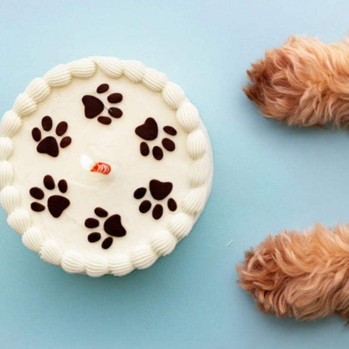 Pet Birthday Ideas: Cakes, Photoshoots, and Paw-ty Games 🎉🐾
