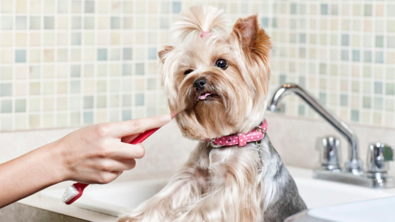 How to Brush Your Pet’s Teeth (Without a Battle) 🪥🐶🐱