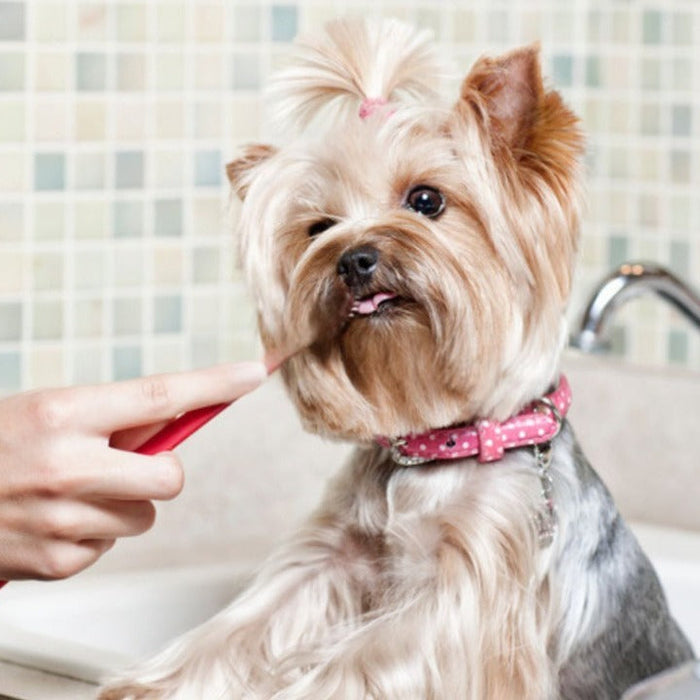 How to Brush Your Pet’s Teeth (Without a Battle) 🪥🐶🐱