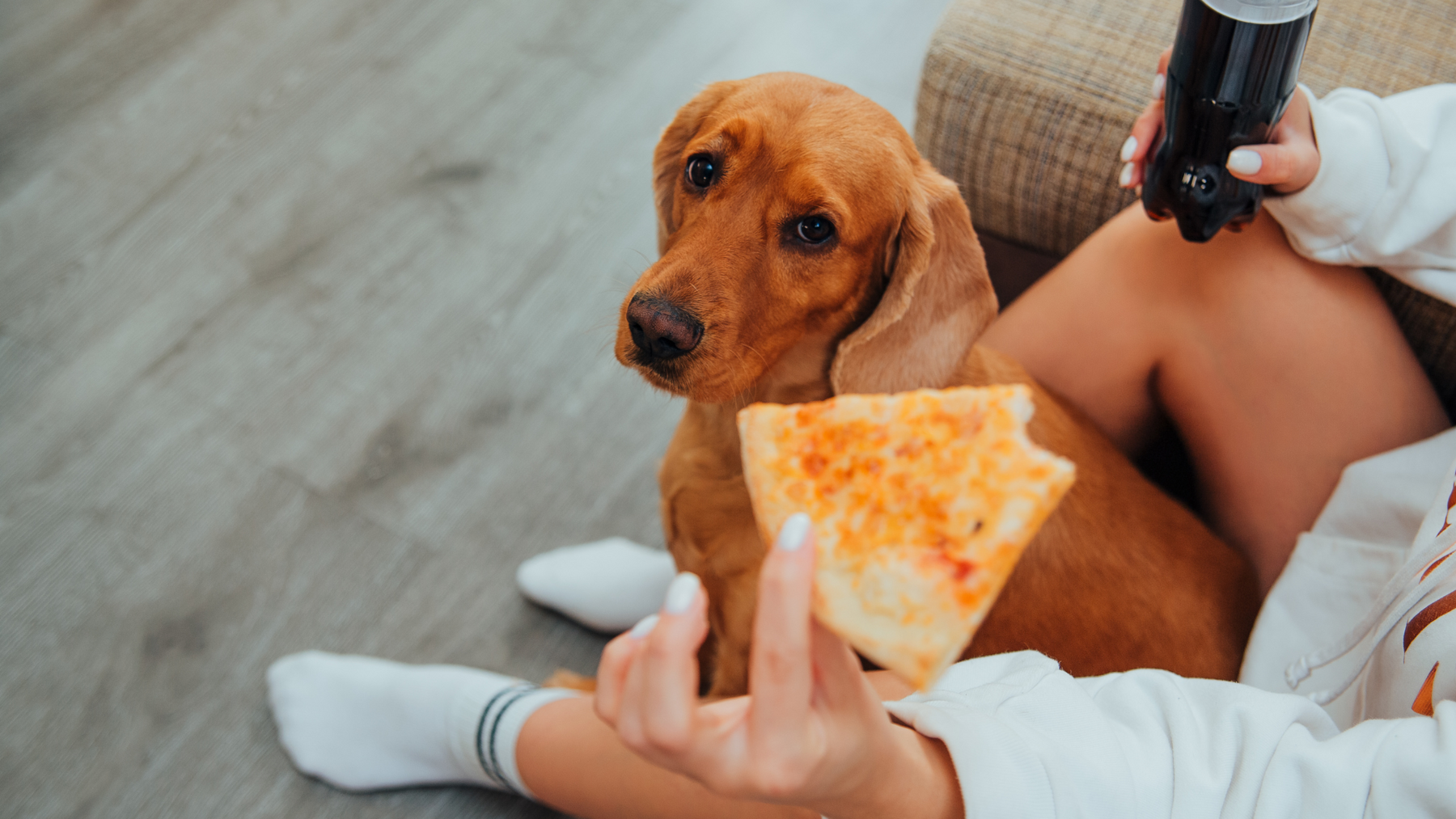 10 Foods That Are Toxic to Pets (Even in Small Amounts) 🛑🍫🐶🐱