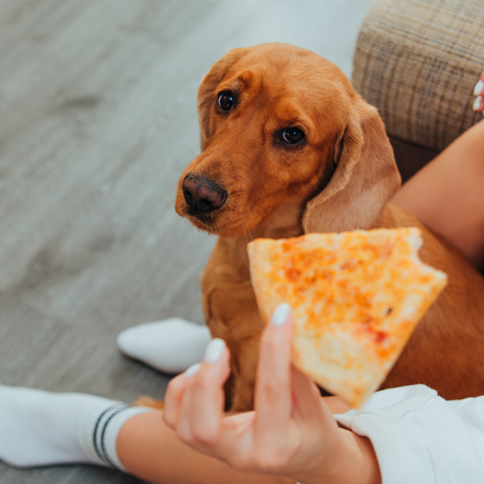 10 Foods That Are Toxic to Pets (Even in Small Amounts) 🛑🍫🐶🐱
