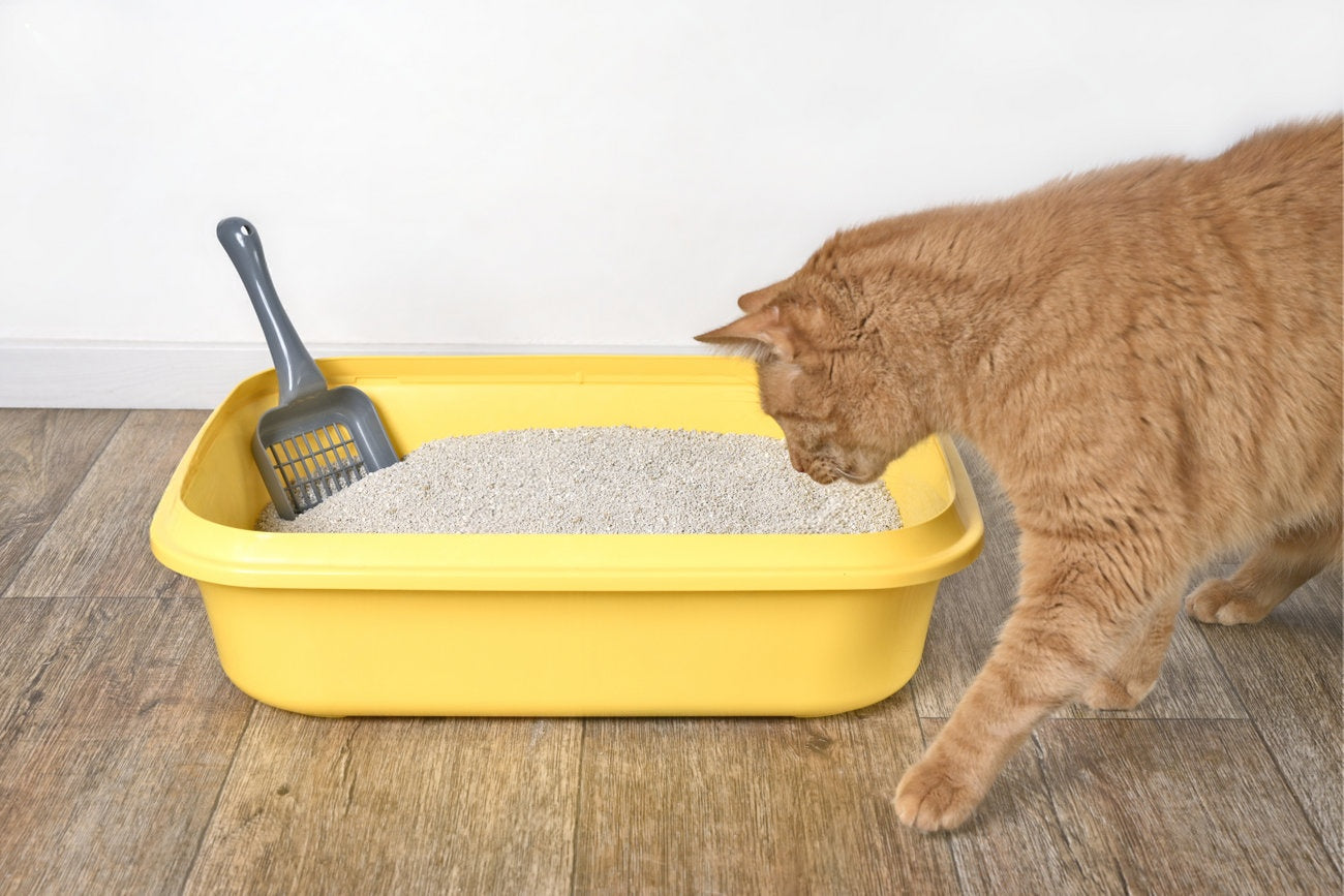 🐱💡 Cat Litter Box Hacks You Wish You Knew Sooner