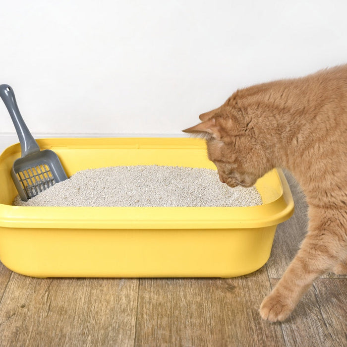 🐱💡 Cat Litter Box Hacks You Wish You Knew Sooner