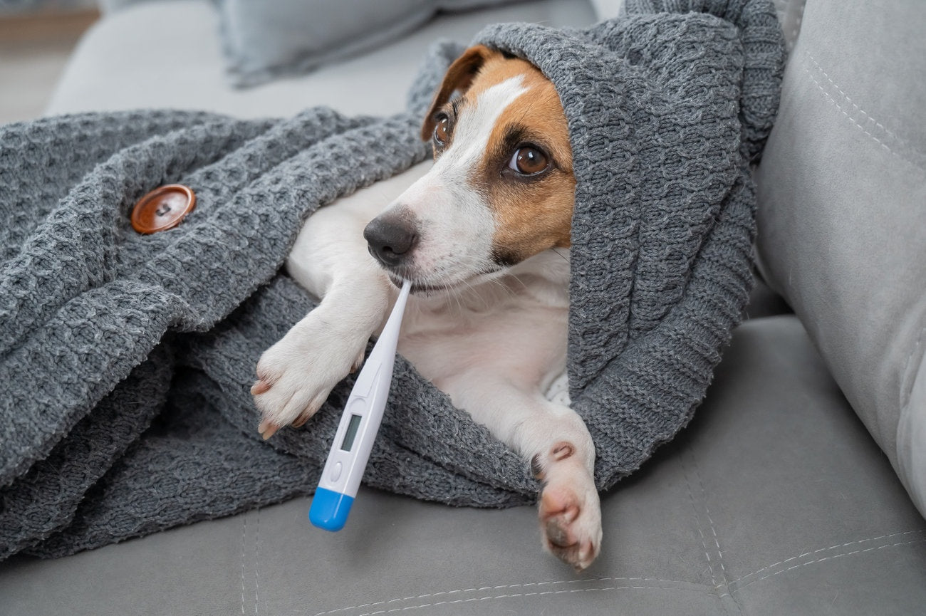 How to Know if Your Pet is Sick: Signs Every Pet Owner Should Watch For 🩺🐾