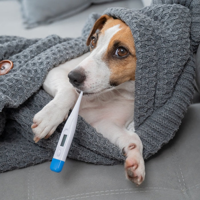 How to Know if Your Pet is Sick: Signs Every Pet Owner Should Watch For 🩺🐾