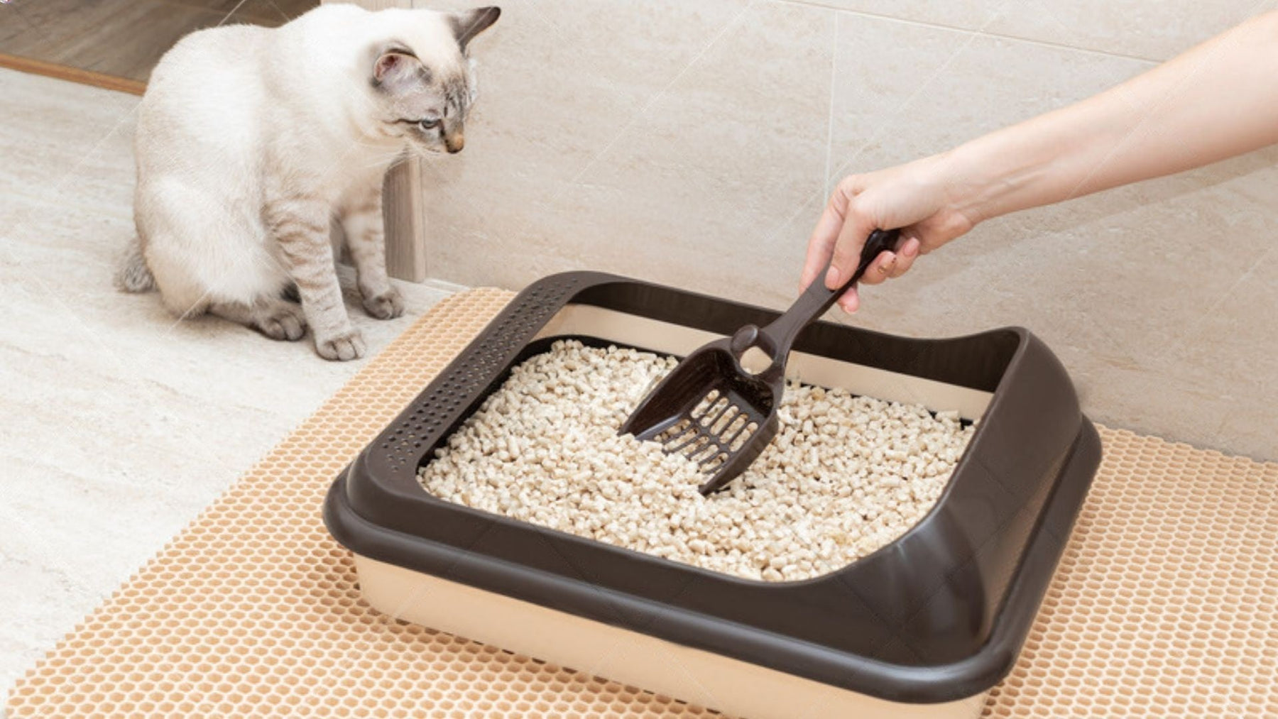 Decode the Poop: What Your Pet’s Stools Say About Their Health 💩